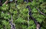 Thamnobryum alopecurum