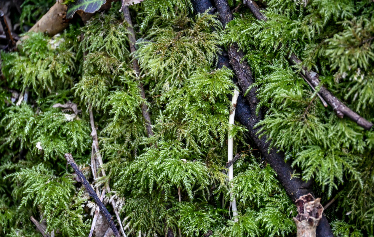 Image of Thamnobryum alopecurum specimen.