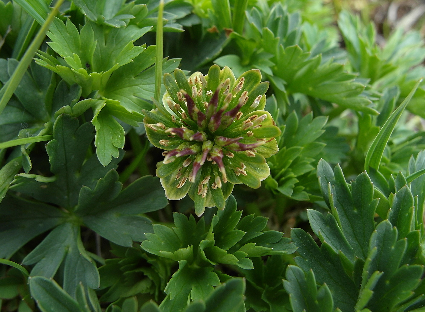 Image of Trollius komarovii specimen.