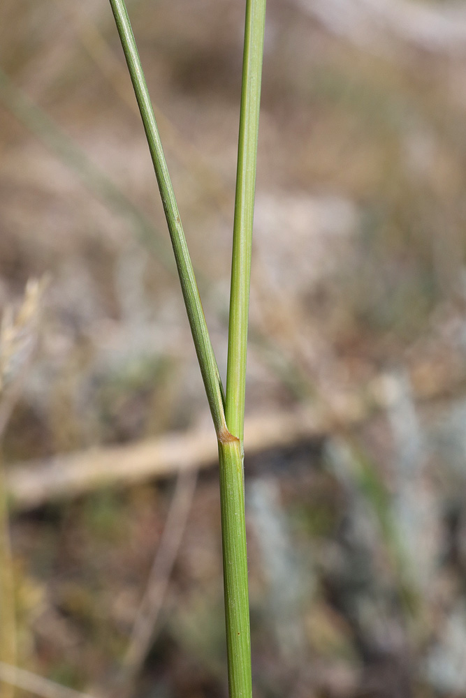 Image of Elytrigia stipifolia specimen.