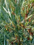 Bromopsis inermis. Цветущие колоски. Хабаровский край, г. Комсомольск-на-Амуре, обочина грунтовой дороги. 25.06.2025.