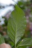 Syringa josikaea. Лист. Мурманск, центр города, ул. Софьи Перовской, в культуре. 21.07.2025.