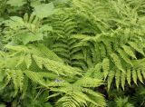 Athyrium filix-femina