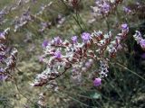 Limonium narynense