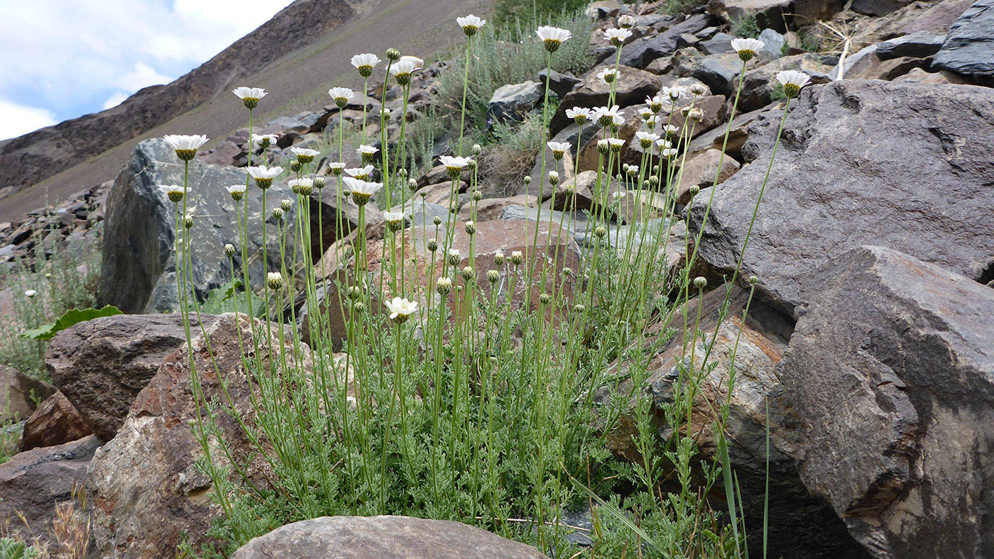 Image of Spathipappus griffithii specimen.