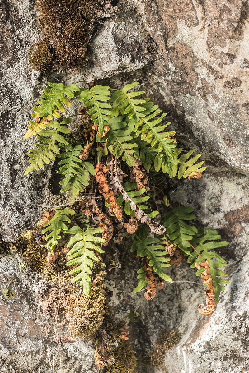 Изображение особи Polypodium vulgare.