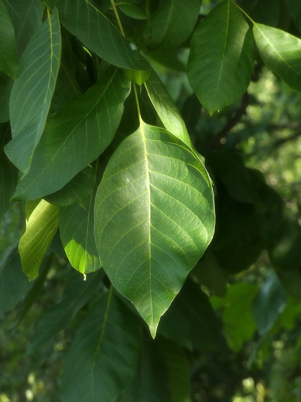 Изображение особи Juglans regia.