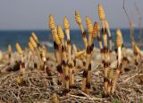 Equisetum arvense