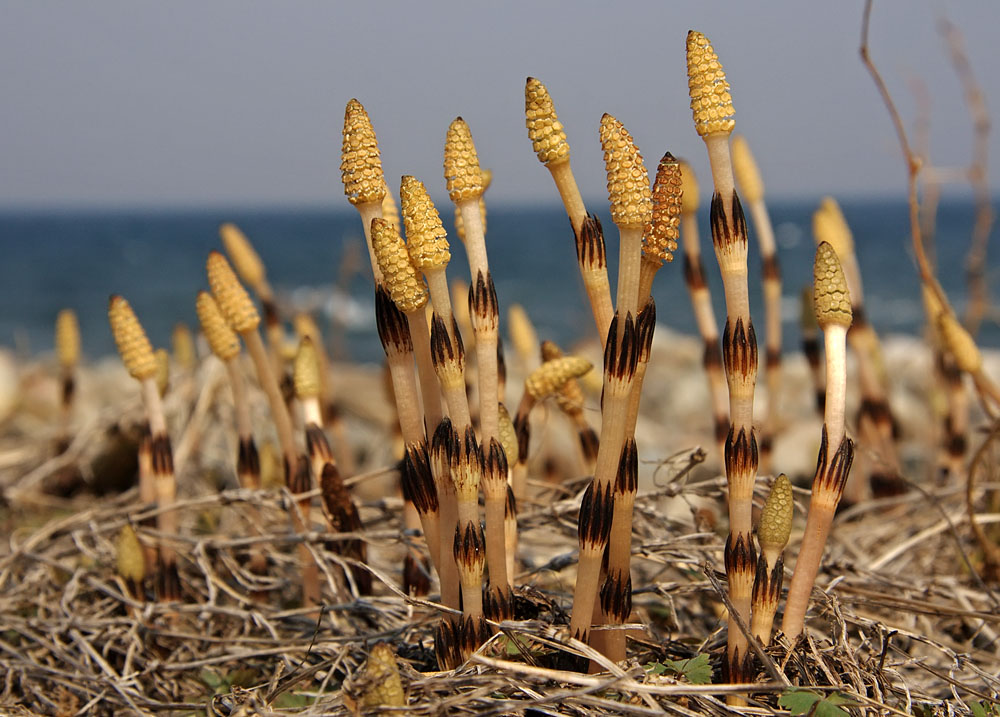 Изображение особи Equisetum arvense.