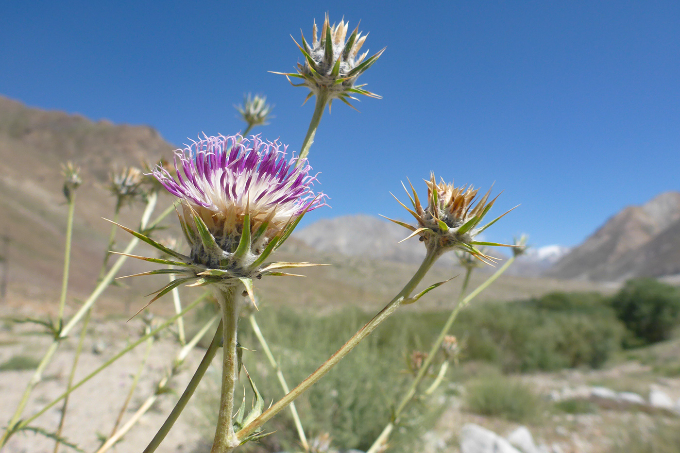Изображение особи род Cousinia.