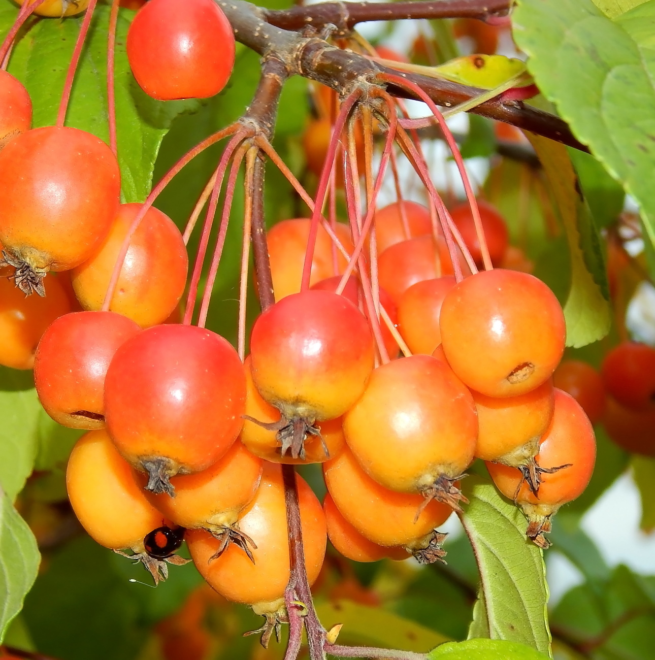 Изображение особи Malus baccata.