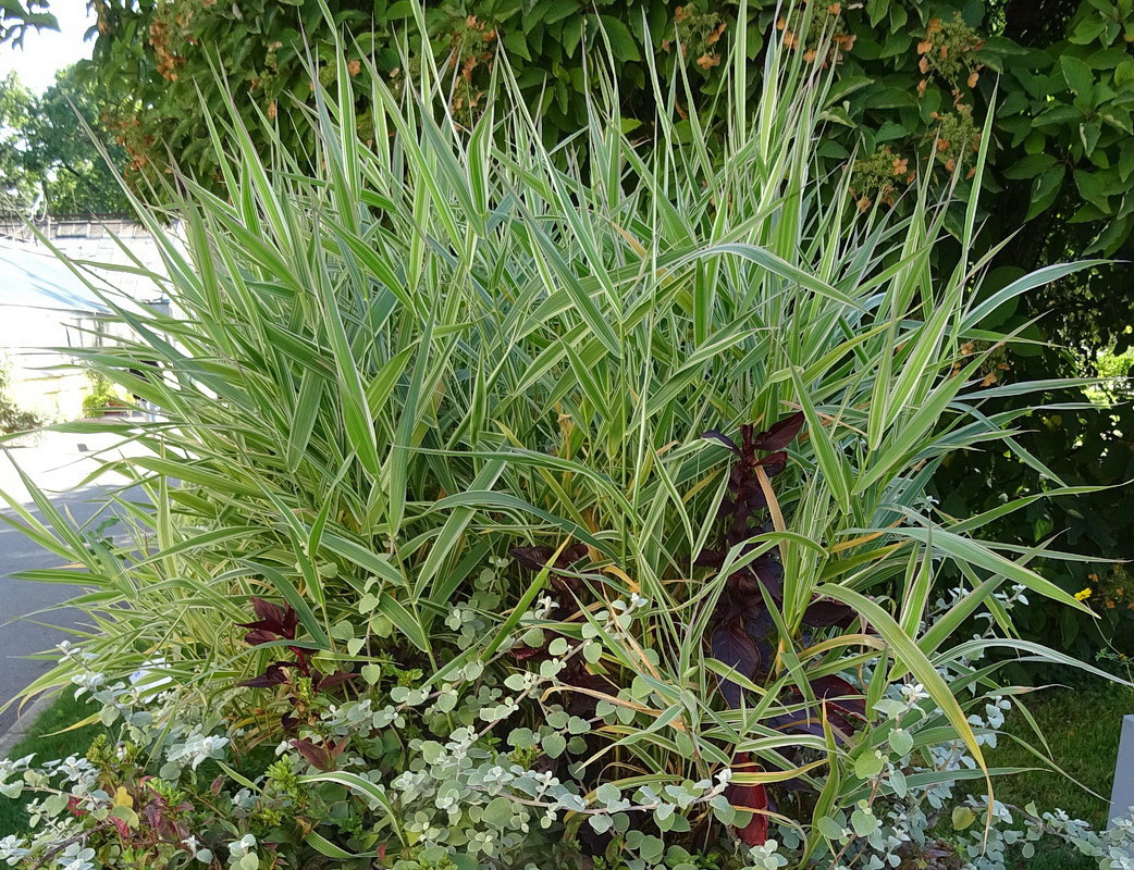 Image of Phalaroides arundinacea specimen.