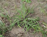 Смотреть изображение Jurinea arachnoidea