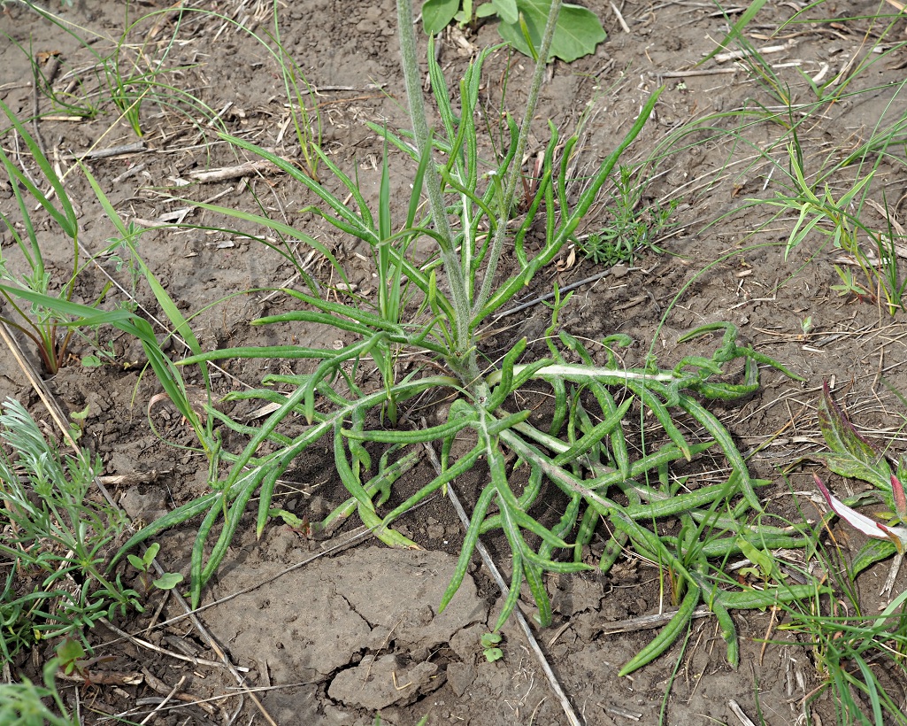 Image of Jurinea arachnoidea specimen.