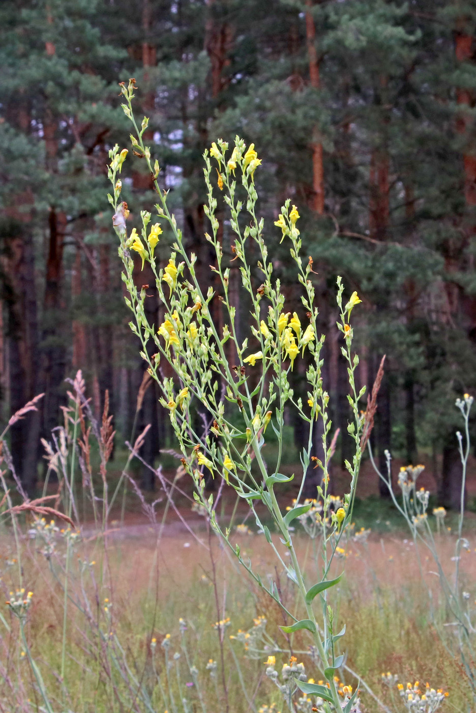 Image of Linaria genistifolia specimen.