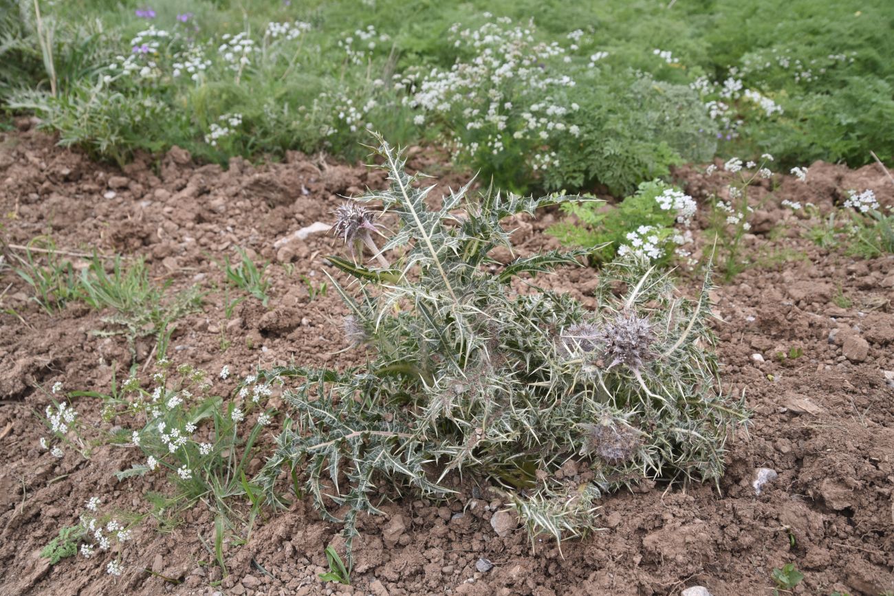 Image of genus Gundelia specimen.