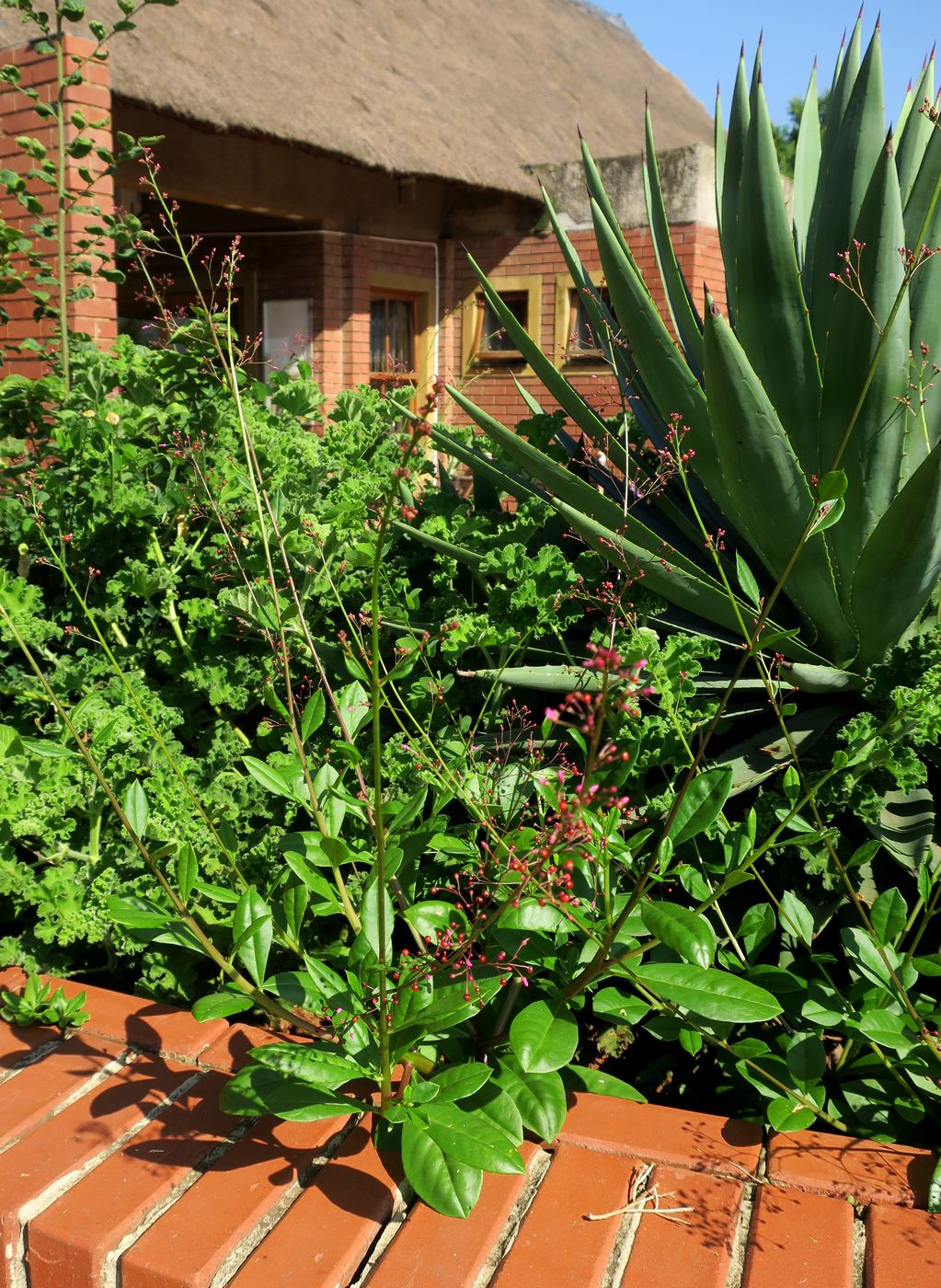 Изображение особи Talinum paniculatum.