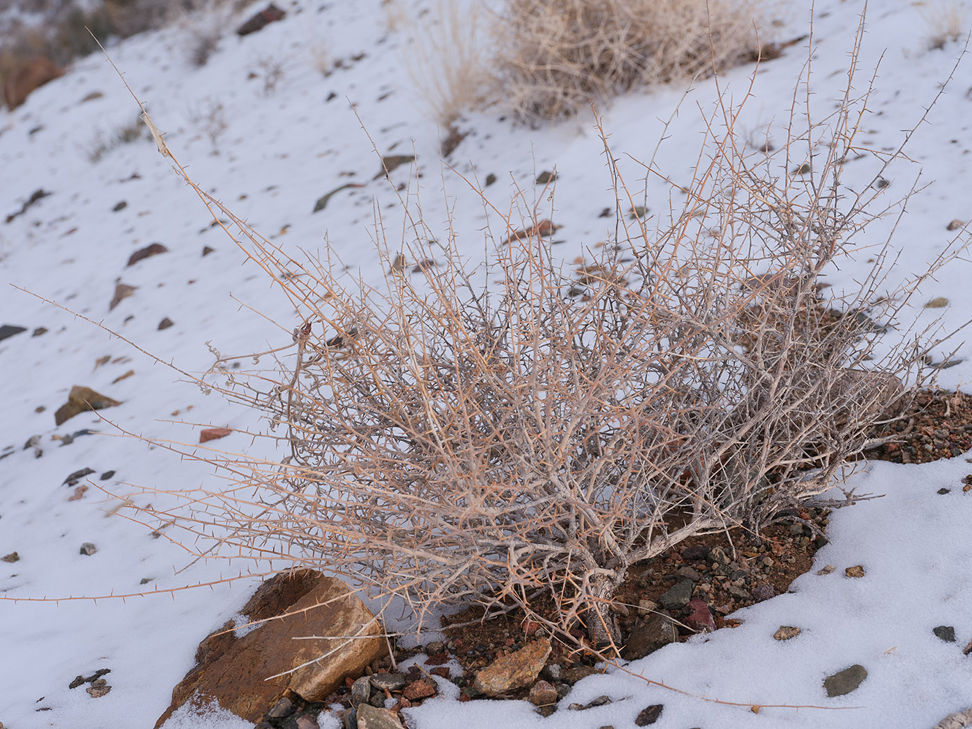 Image of Convolvulus fruticosus specimen.