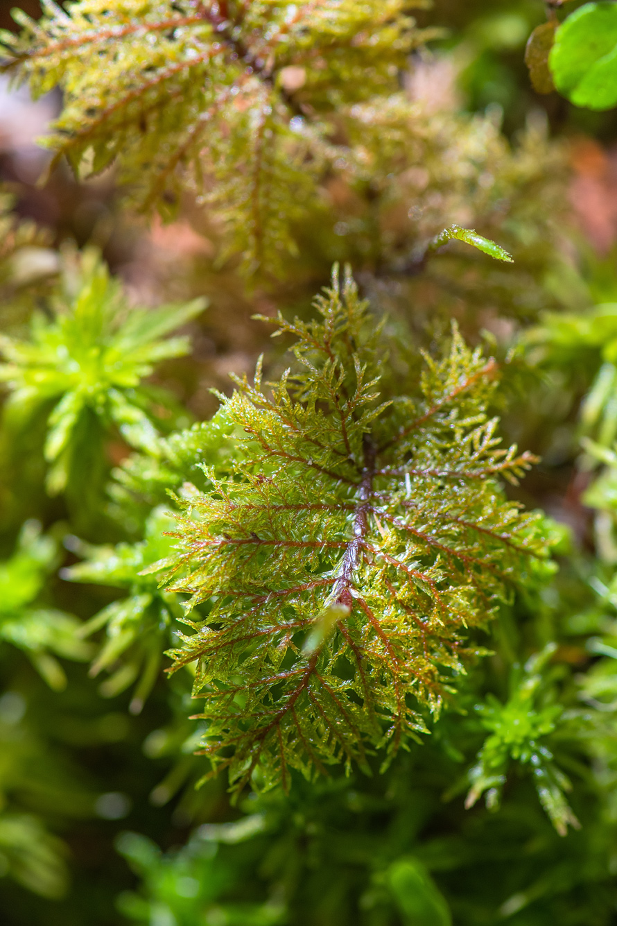 Image of Hylocomium splendens specimen.