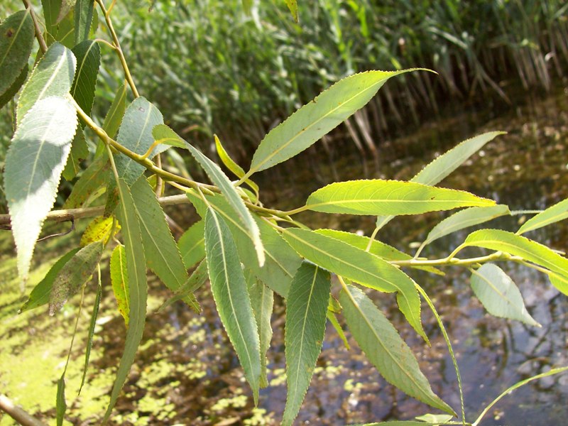 Изображение особи Salix euxina.