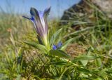 Gentiana septemfida. Верхушка побега с цветком. Кабардино-Балкария, Черекский р-н, окр. с. Бабугент, северо-восточный склон горы Чегетджара, ≈ 2800 м н.у.м., альпийский луг. 28.07.2025.