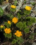 Pulsatilla aurea. Цветущие растения. Большой Кавказ, Главный Кавказский хребет, склон горы Чугуш. 21.07.2002.