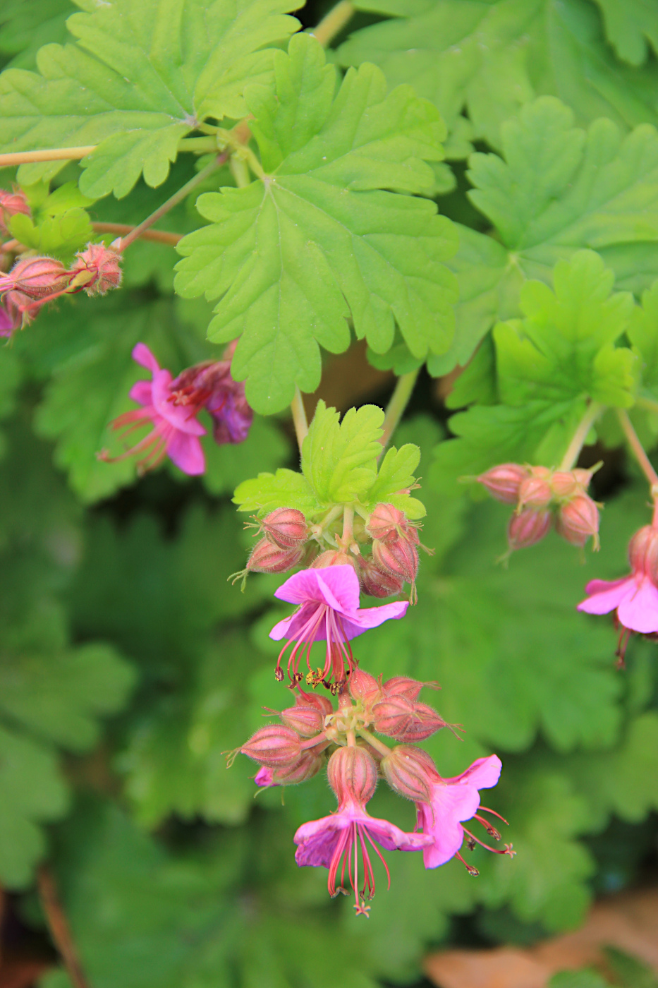Image of Geranium &times; cantabrigiense specimen.