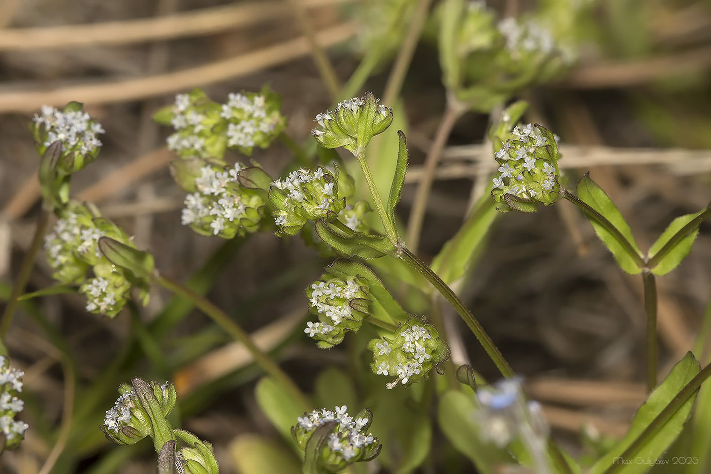 Изображение особи род Valerianella.