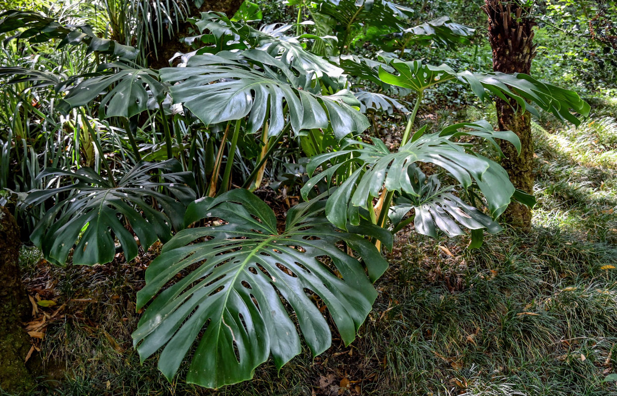 Image of Monstera deliciosa specimen.