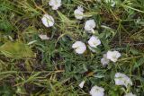 Convolvulus lineatus. Цветущее растение. Турция, ил Карс, крепость Ани, луг. 28 мая 2025 г.