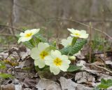 Primula vulgaris. Цветущее растение. Краснодарский край, Крымский р-н, окр. станицы Неберджаевская, ур. Малый Яр, буково-грабово-дубовый лес. 27.03.2026.