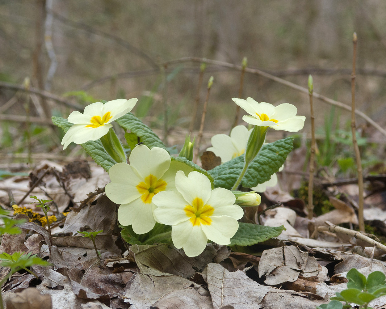 Изображение особи Primula vulgaris.