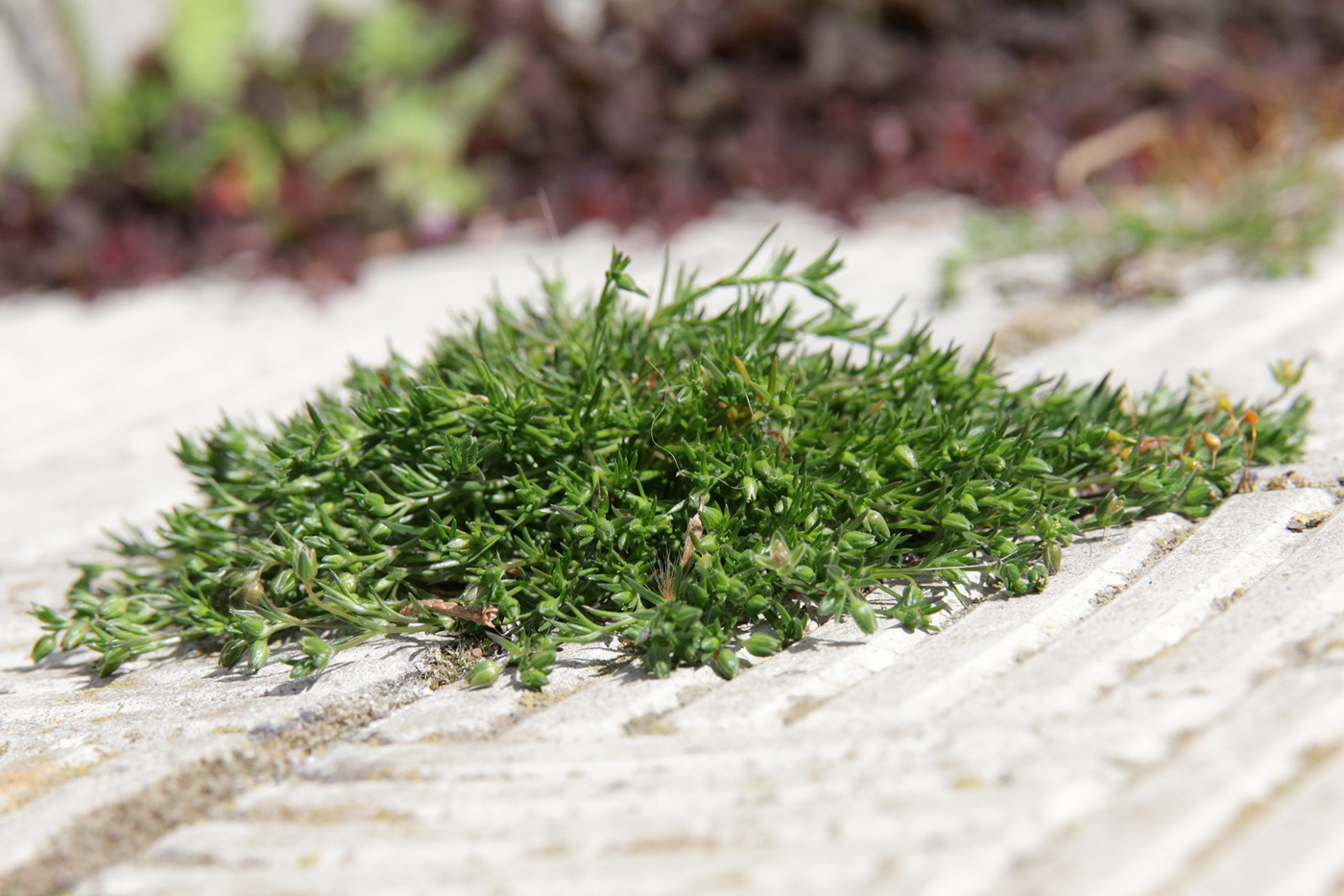 Изображение особи Sagina apetala.