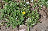 genus Gazania. Расцветающие, цветущее и отцветшие растения. Португалия, г. Лиссабон, в культуре. 17.08.2025.