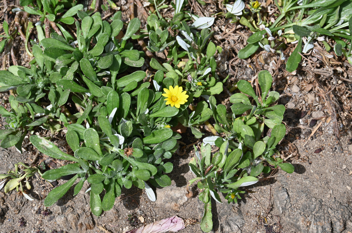 Image of genus Gazania specimen.