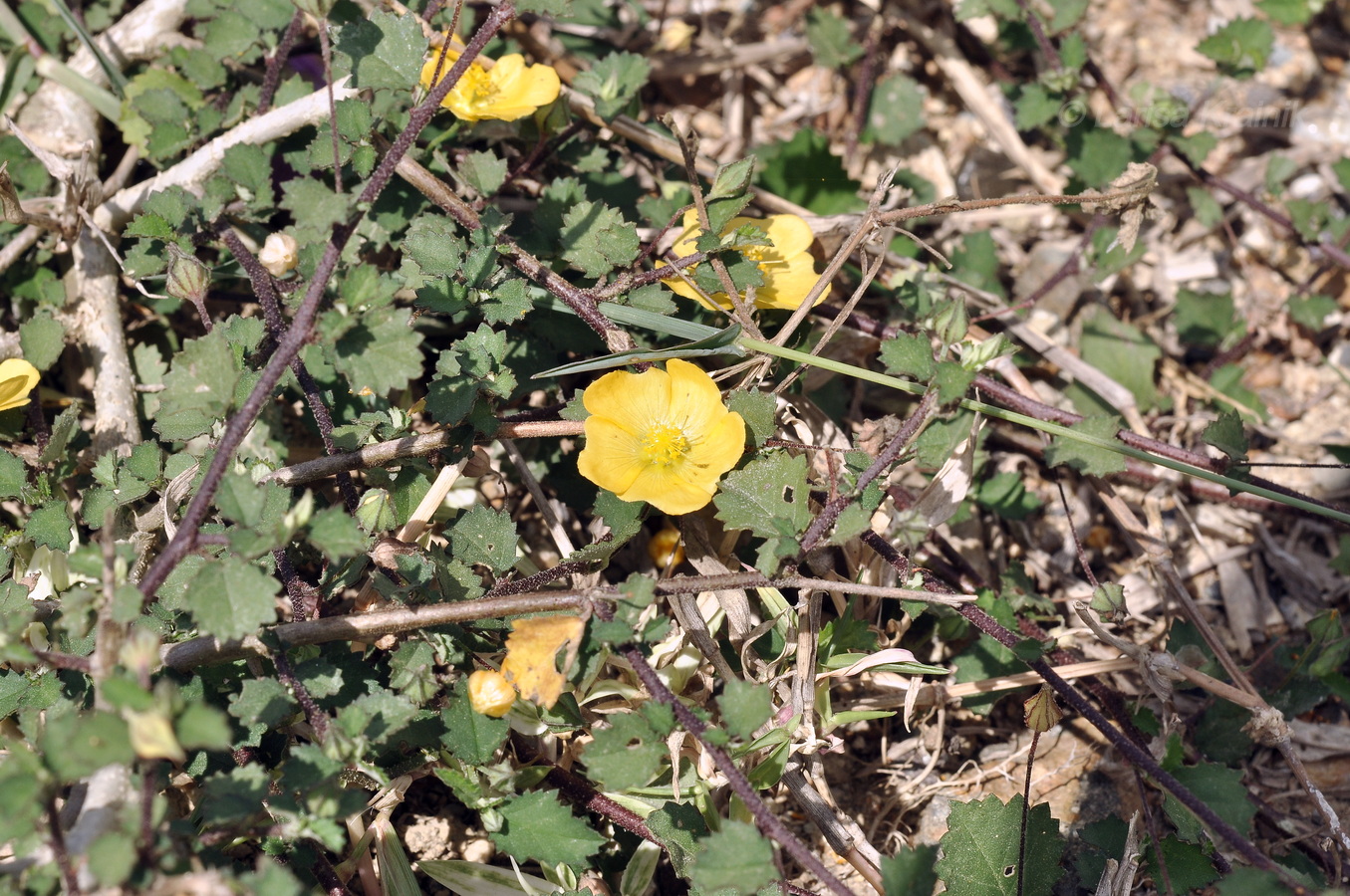 Image of familia Malvaceae specimen.