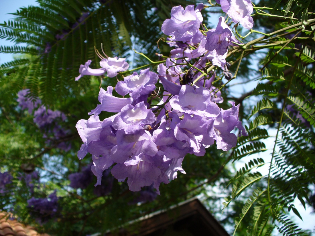 Image of Jacaranda mimosifolia specimen.