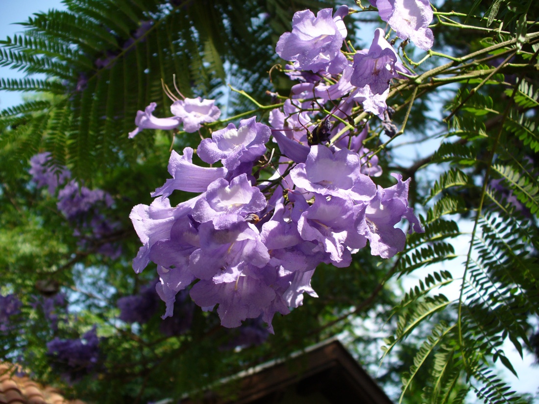 Изображение особи Jacaranda mimosifolia.