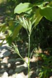 Dianthus armeria. Верхняя часть плодоносящего растения. Краснодарский край, окр. г. Адлер, вырубка под ЛЭП, обочина дороги. 30.06.2024.