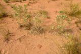 Astragalus lehmannianus. Отплодоносившие растения. Астраханская обл., Наримановский р-н, окр. с. Николаевка, бархан Большой Брат, опустыненная степь, участок подвижных песков. 06.07.2026.