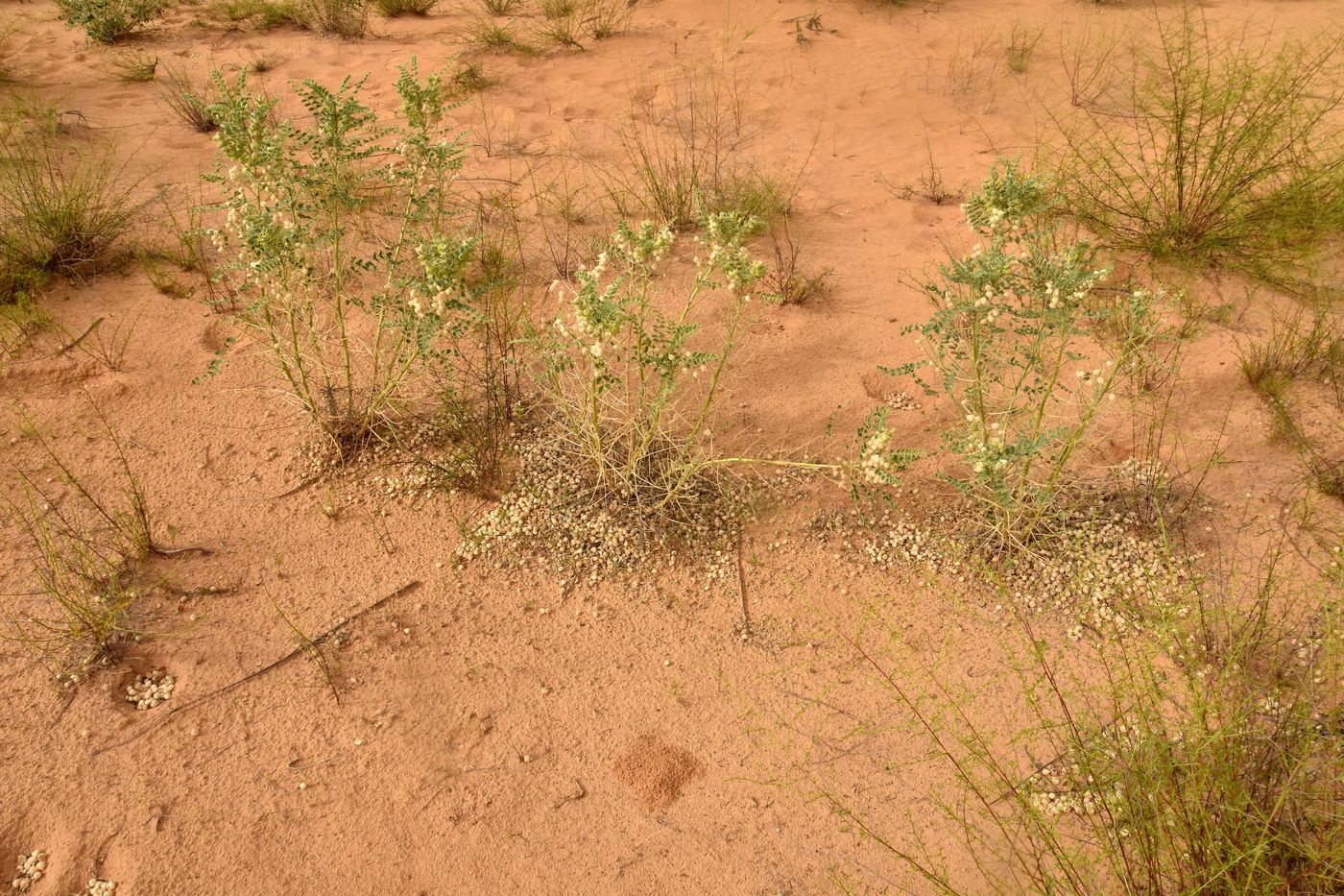 Image of Astragalus lehmannianus specimen.
