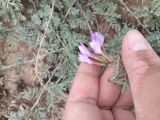 Astragalus subarcuatus