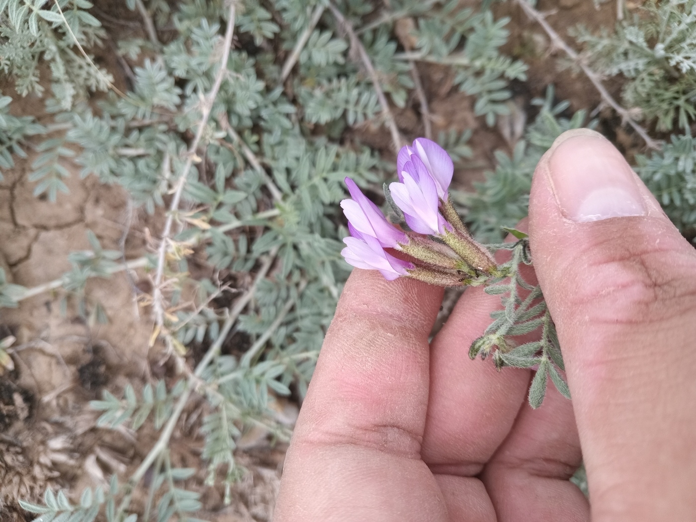 Image of Astragalus subarcuatus specimen.