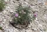 Lamyra echinocephala