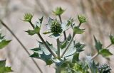 Eryngium maritimum. Верхушка побега с распускающимися соцветиями. Португалия, округ Сетубал, п-ов Троя, песчаный пляж. 17.06.2026.