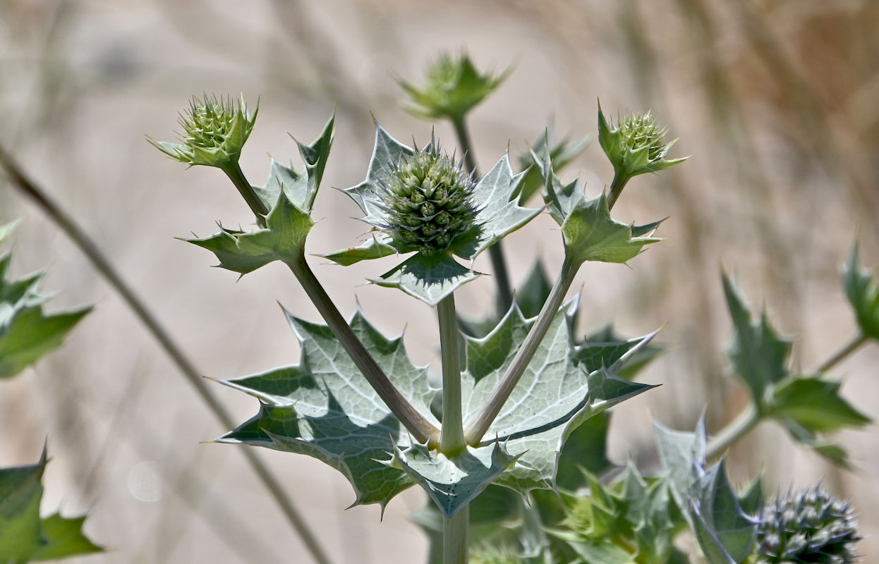 Изображение особи Eryngium maritimum.
