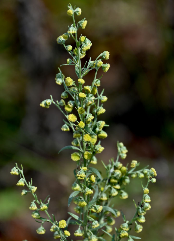 Изображение особи Artemisia absinthium.