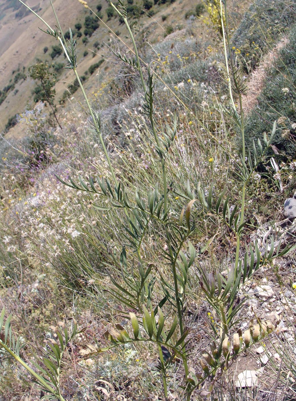 Image of genus Rhaponticoides specimen.