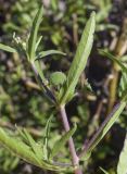 Eclipta prostrata. Часть побега с незрелым соплодием и лист (вид на абаксиальную поверхность). Испания, Каталония, пров. Жирона, комарка Баш Эмпорда, муниципалитет Тороэлья-де-Монгри, пляж Фонольера (la Fonollera), переходная зона между маршевым лугом и тыловым склоном дюны, бессточное микропонижение. 11.09.2026.