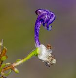 Aconitum kusnezoffii. Цветок (чашелистики удалены; видны нектарники). Приморский край, Спасский р-н, окр. ж.-д. ст. Кнорринг, на лугу. 15.09.2026.
